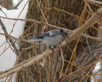 Azure Tit - Cyanistes cyanus