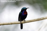 Copper-throated Sunbird - Leptocoma calcostetha