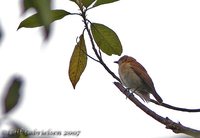 Cinnamon White-eye - Hypocryptadius cinnamomeus