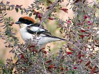 Woodchat Shrike - Lanius senator