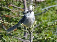 Gray Jay - Perisoreus canadensis