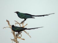 Long-tailed Glossy-Starling - Lamprotornis caudatus