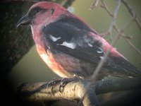 White-winged Crossbill - Loxia leucoptera