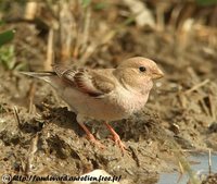 Mongolian Finch - Rhodopechys mongolica