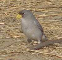 Cinereous Finch - Piezorhina cinerea