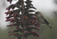 Band-tailed Seedeater - Catamenia analis