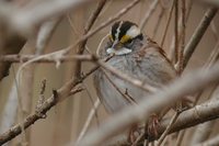 White-throated Sparrow - Zonotrichia albicollis