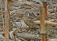 Smith's Longspur - Calcarius pictus