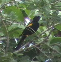 Greater Antillean Oriole - Icterus dominicensis