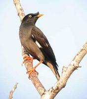 Jungle Mynah