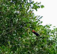 Image of: Malimbus rubricollis (red-headed malimbe)