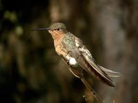 Giant Hummingbird (Patagona gigas)