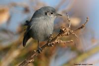 *NEW* Masked Gnatcatcher - female