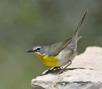 Yellow-breasted Chat