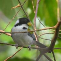 Golden-winged Sparrow