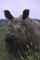 Indian Rhinoceros (Rhinoceros unicornis) Status: Endangered