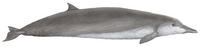 Shepherd-Wal (Tasmacetus shepherdi), Shepherd's beaked whale
