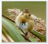 褐頭鷦鶯 Plain Prinia (NSW)