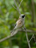 Penduline Tit (Remiz pendulinus)