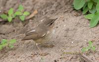 Dusky warbler C20D 03500.jpg