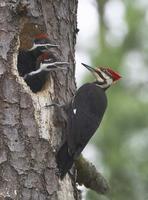 Pileated Woodpecker