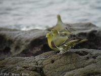 Japanese  Green  Pigeon/ Treron sieboldii