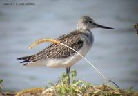 Common Greenshank Tringa nebularia 청다리도요