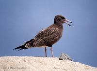 괭이갈매기 Black-Tailed Gull Larus crassirostris