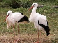 White Storks