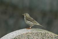 ringed Anthus pratensis