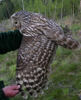 Ural Owl (Strix uralensis)