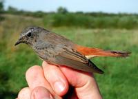 Common Redstart (Phoenicurus phoenicurus)