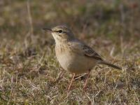 Tawny Pipit (Anthus campestris)