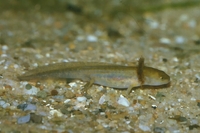 : Ambystoma maculatum; Spotted Salamander