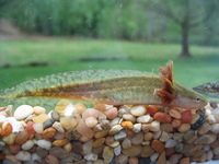 : Ambystoma talpoideum; Mole Salamander