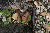 : Batrachoseps attenuatus; California Slender Salamander;