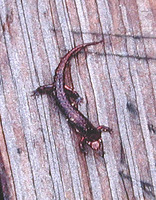 : Desmognathus wrighti; Pygmy Salamander