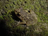 : Eleutherodactylus cuneatus