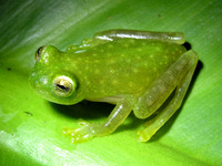 : Hyalinobatrachium fleischmanni; Fleischmann's Glass Frog