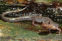 : Plethodon cinereus; Eastern Red-backed Salamander