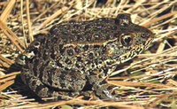 : Rana sevosa; Dusky Gopher Frog