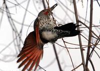 : Colaptes auratus; Red-shafted Northern Flicker