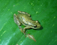 : Scinax staufferi