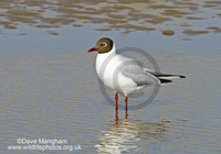 : Larus ridibundus; Black-headed Gull