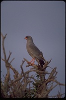 : Melierax metabates; Dark Chanting Goshawk