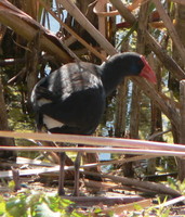 : Porphyrio porphyrio; Purple Swamphen