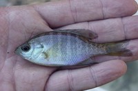 : Lepomis macrochirus; Bluegill