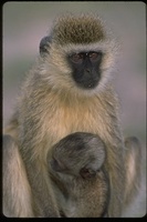 : Cercopithecus aethiops; Black Faced Velvet Monkey