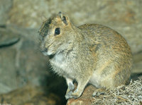 : Kerodon rupestris; Rock Cavy