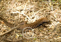 : Aspidoscelis tigris; Tiger Whiptail